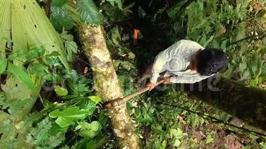 土著男子在亚马逊雨林中用斧头砍倒一棵树